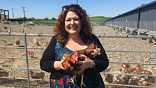 Free-range chickens in County Down