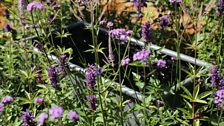 Calming pinks, purples and blue planting frames the two water troughs in the centre of the garden.