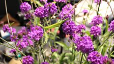 Verbena Rigida Venosa