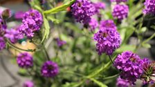 Verbena Rigida Venosa