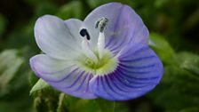 Blue Violet Germander Speedwell