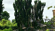 Yew tree renovation