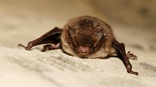 Daubenton's Bat