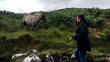 Chunnaic Coinneach is na bha còmhla ris eich fhiadhaich fhad is a bha iad ann