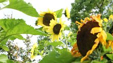 Sunflowers at Sunflowerfest