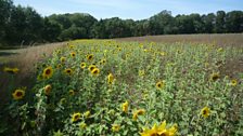 Sunflowers in the sunshine