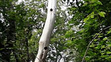 Chris also showed us where the woodpeckers had been nesting on the farm