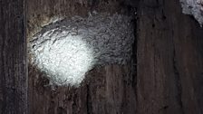 The entrance to the nest, inside the tree