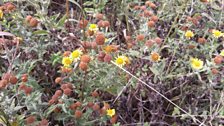 Finally, Chris showed us some "fleabane"