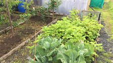 Ballysillan Allotments