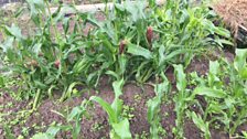 Ballysillan Allotments