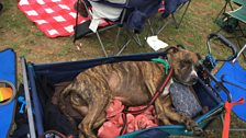 Weyfest is a dog friendly festival