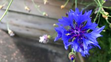 Flourishing flowers in the community plots