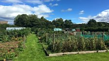 Huntly community allotment