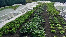 Glorious greens in the Cullerne Garden