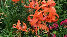 Tiger lilies