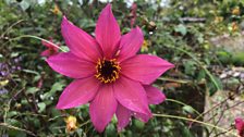 Mexican Dahlias