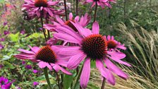 Echinacea