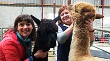 Alpacas annual shearing