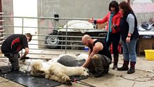 The shearers at work