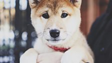 Miso, Shiba Inu