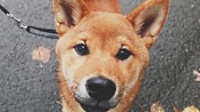 Loki, Shiba Inu