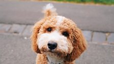 Cockapoo and sale bichon mix