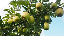 Apple harvest