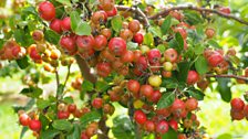 Crab apples