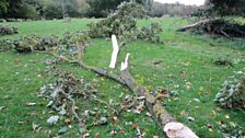 Effeithiau storm Helene ar goed a llwyni Llanelwy.