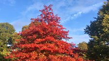 Red Tree