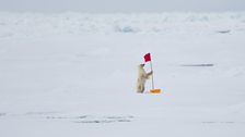 Polar Bear by the Oden