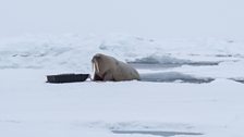 Walrus in the High Arctic