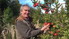 Picking apples