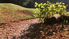 A scattering of leaves