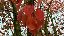 Red Leaves