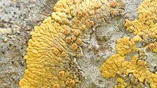 Yellow Lichen