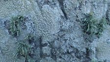 A typical churchyard lichen