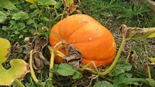 Prize winning pumpkins