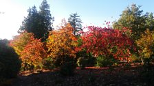 Autumn at Aberglasney