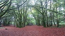 Dryslwyn Castle Woods