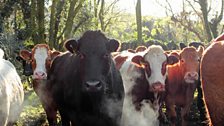 Cattle on the Burren