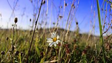 Flora of the Burren