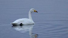 Alarch y Gogledd yn ymweld â Llyn Trawsfynydd - Keith O'Brien.