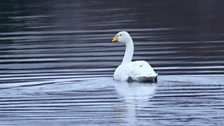 Alarch y Gogledd yn ymweld â Llyn Trawsfynydd - Keith O'Brien.