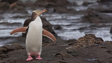 Yellow-eyed penguin