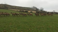 A herd of deer