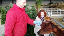 Ian Gilmore and Kim Lenaghan with the Alpacas