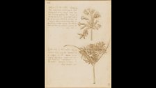 Leonardo da Vinci, Studies of two sedges