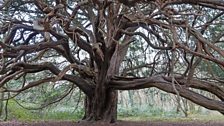 The yew tree forest at Kingley Vale, West Sussex